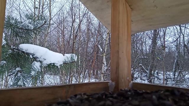 Кормушка для птиц на лесной опушке смотреть онлайн