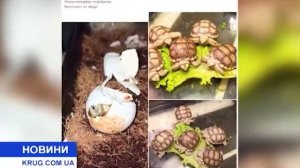 Рождение черепашек