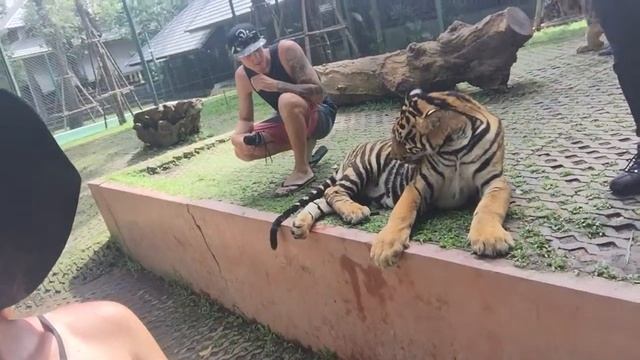Selfie stick! Tiger Kingdom Patong Beach, Phuket, Thailand. смотреть онлайн