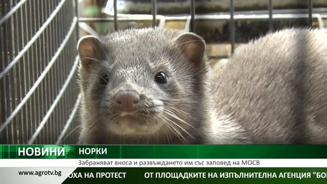 НОРКИ: Забраняват вноса и развъждането им със заповед на МОСВ смотреть онлайн