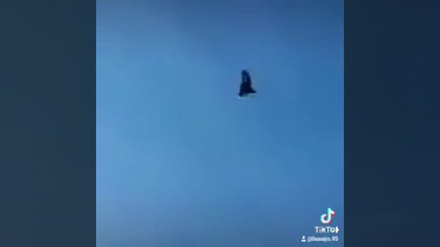Бакинский широкохвостый голуби. смотреть онлайн