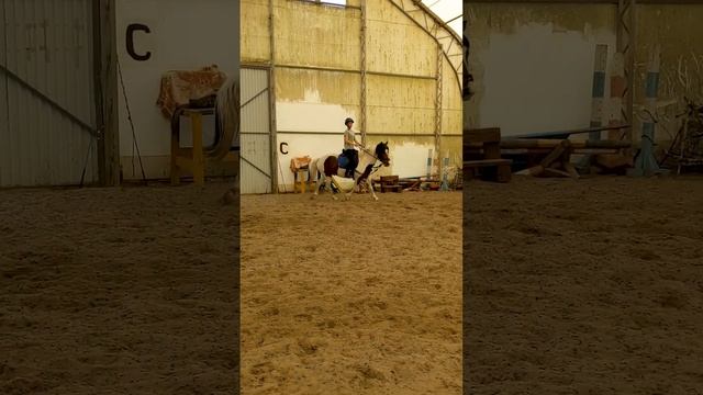 Тренировка Алена и Лунтик Две жерди, кавалетти 2ч смотреть онлайн