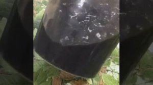 Трепанг на меду