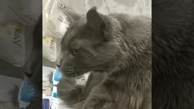 Мейн кун чистит зубы смотреть онлайн