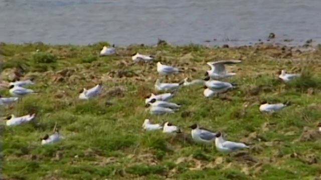 Avocet Story смотреть онлайн