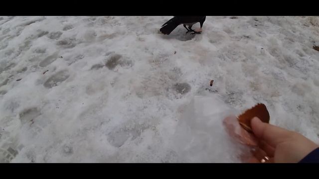 Ворона, що товаришує з людьми! смотреть онлайн