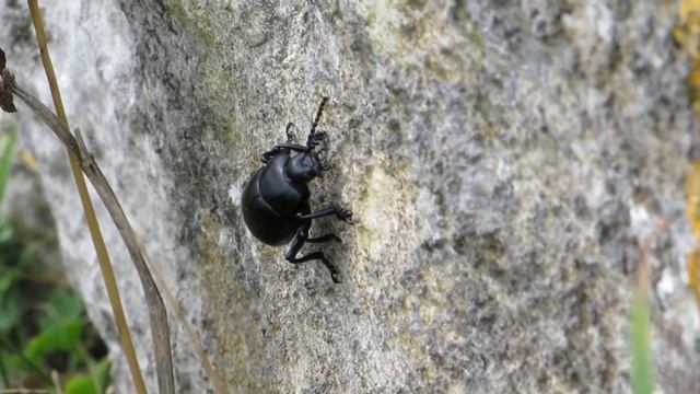 Bloody-nosed Beetle (Timarcha tenebricosa) смотреть онлайн