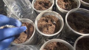 Посев капусты для рассады. 14 марта 2022