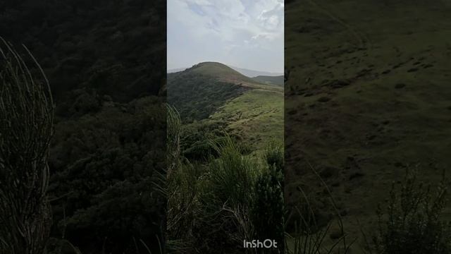 ЛАВРОВЫЙ ЛЕС .
МАДЕЙРА