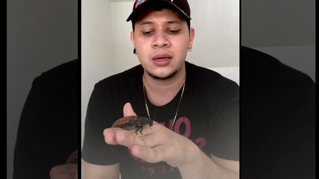Barata gigante de Madagascar- Gromphadorhina portentosa смотреть онлайн