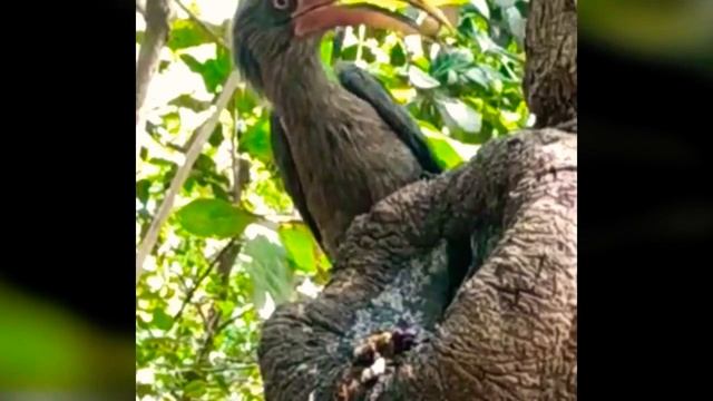 Kokani Toucan Bird | Bird with large beak | Wisdom Prime | Relaxation | Meditation смотреть онлайн