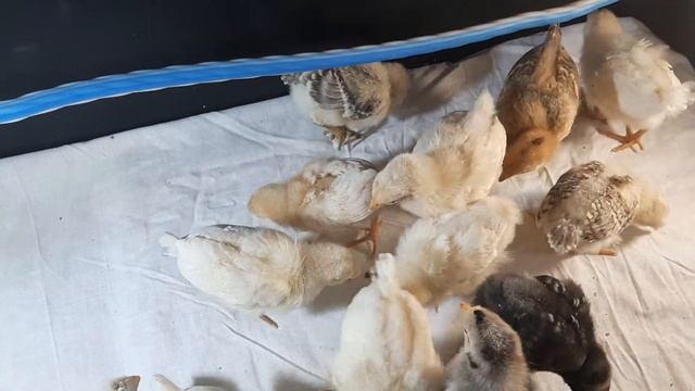Дождались творог! #цыплята #chick #chicken #творог #февраль #курынесушки смотреть онлайн