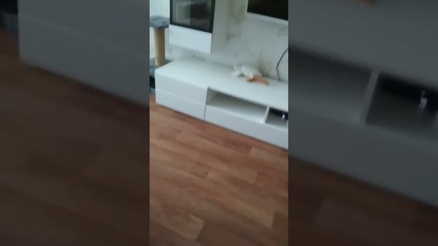 скибиди гусь читыре смотреть онлайн