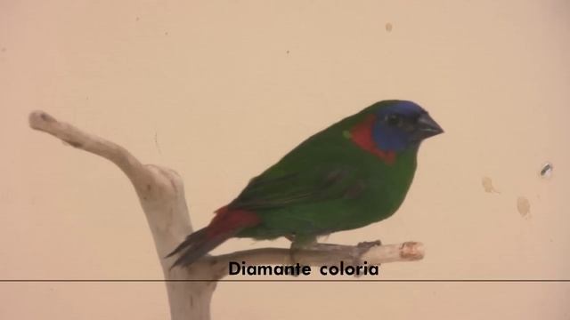 diamante coloria смотреть онлайн