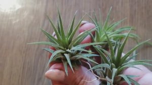 Отделяю детку тилландсии ионанта Друид