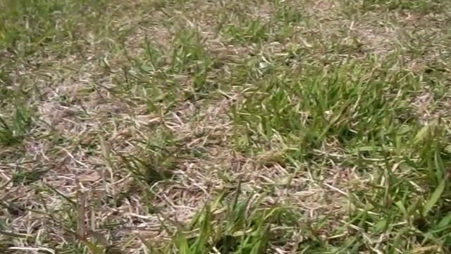 ハエのようなウスチャコガネ смотреть онлайн