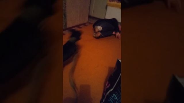 Он возбуждает даже собак смотреть онлайн