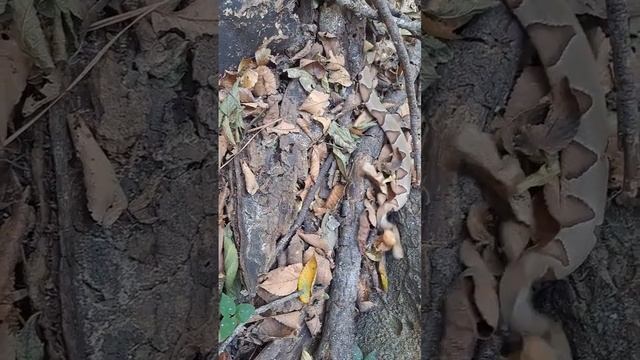 Hello Mr. Copperhead! Check out more REPTILE content on Reptile Quest! And don't forget to subscrib смотреть онлайн