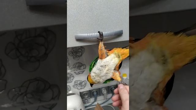 Попугай каик играет