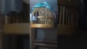 овози модкабк mp3 chukar chakor keklik sesi