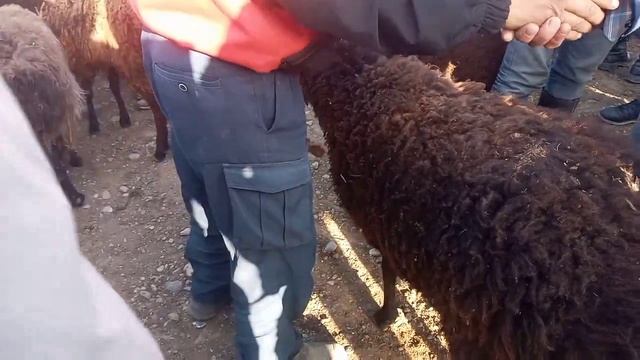 Караван кой базар 16.04.2022 смотреть онлайн