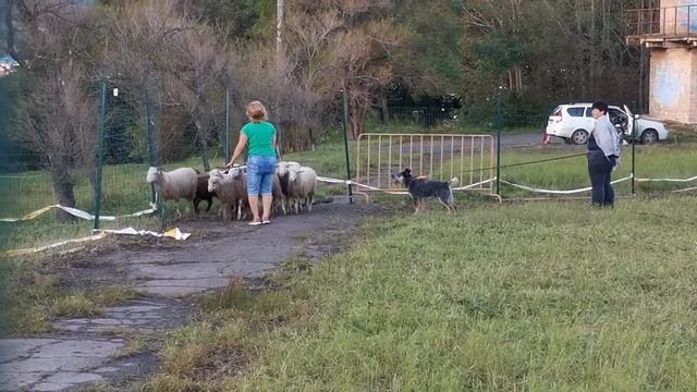 13.09.19 Пастушка 5 смотреть онлайн