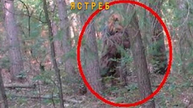 СНЕЖНЫЙ ЧЕЛОВЕК | ЯСТРЕБ смотреть онлайн