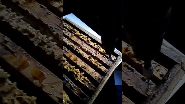 Пчеловодство в Германии. Рамки почтой смотреть онлайн