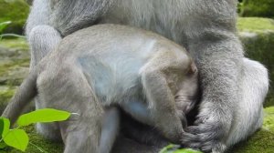 Monkey Cry Loudly Cos Mum Don't Care ST830 Mono Monkey