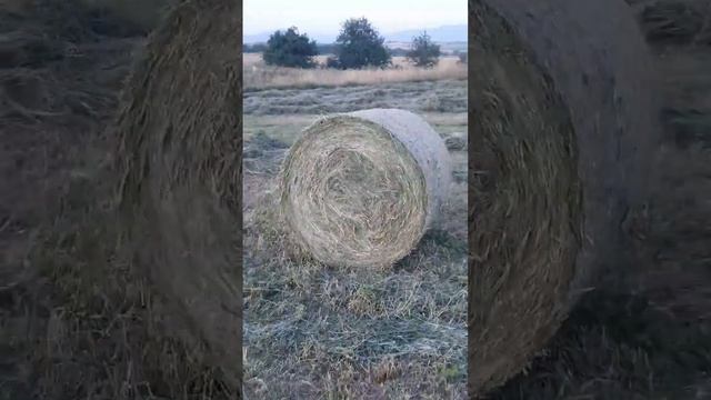 класс арион, ролланд смотреть онлайн