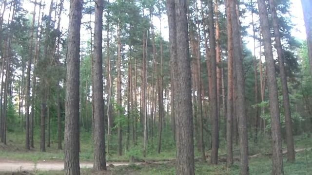 Pine forest at the Lake Shore/ Сосновый лес возле воды смотреть онлайн
