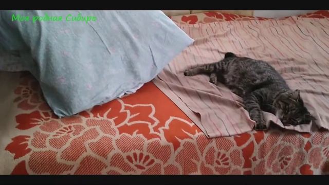 Кот отвоевал место под солнцем! смотреть онлайн