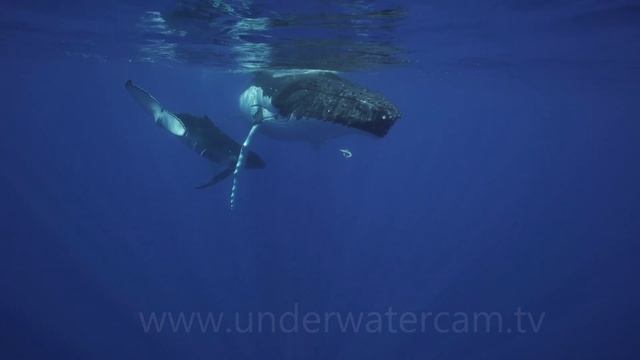 Singing Humpback Whales 2 - Intimate Moments In 4k - Relaxing Music & Inspiring Quotes - Nature TV