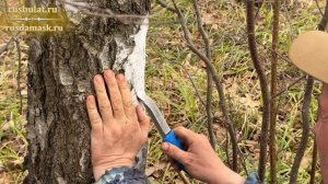 Мой способ сбора берёзового сока. Как набирать березовый сок?