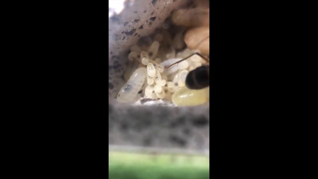 Camponotus Consobrinus | Macro Shots! смотреть онлайн