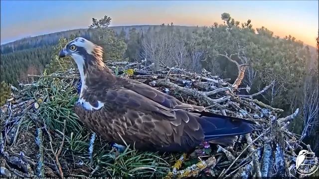 Скопа Тео и Вита. Латвия. Osprey. Theo and Vita. Latvian. смотреть онлайн