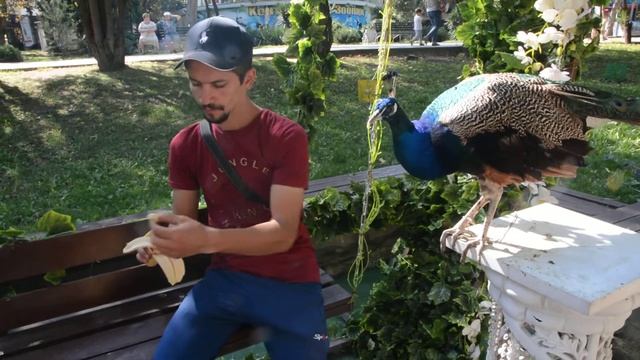 Голодные павлины.. смотреть онлайн
