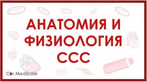 Анатомия и физиология сердечно-сосудистой системы кратко