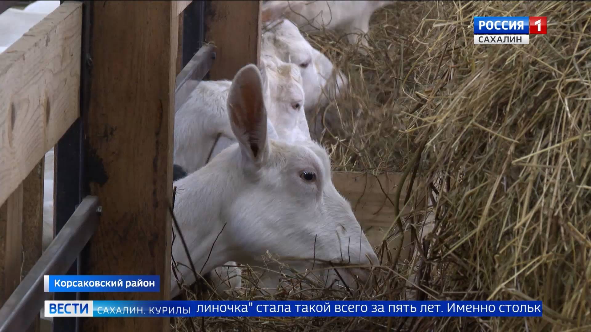 "Вести. Сахалин. Курилы". 6 декабря 2024 года смотреть онлайн