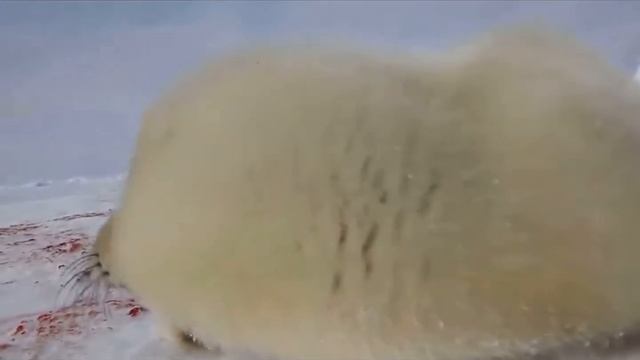 Тюлень поёт