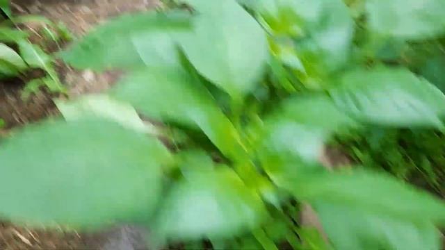 Ну все чемоданное настроение😄 Закупила птицы корм, купила чемоданы🤗 смотреть онлайн