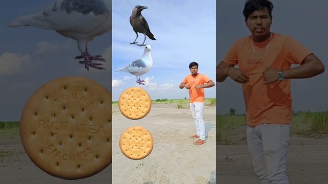 parrot pingen crow peacock 🦚 #shortsfeed_ #viralvideos #shortvideos #short #trending_ #tranding смотреть онлайн