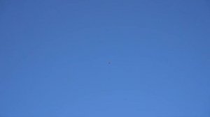 Сокол VS Ястреб.