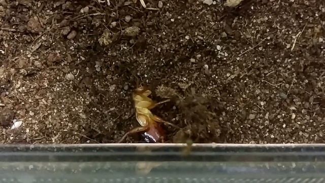 Oecophylla smaragdina (grün) - Fütterung Schokoschabe смотреть онлайн