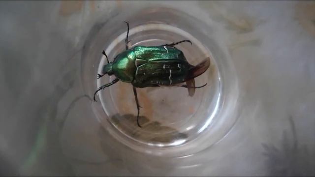 бронзовый жук жужжит смотреть онлайн