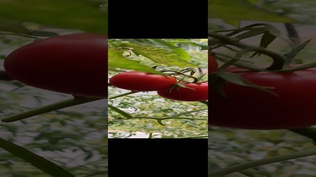 огород, урожай, прочтите описание к видео, обсудим