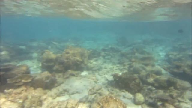 Maldives Blacktip Reef Sharks смотреть онлайн