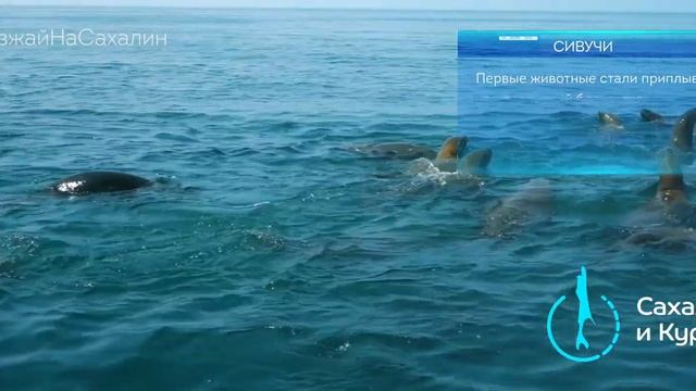 Сердце Сахалина смотреть онлайн