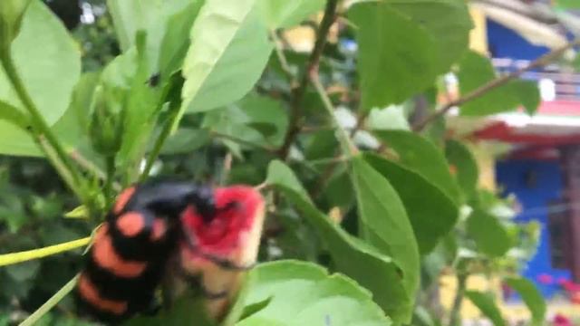 Insects Nepal смотреть онлайн