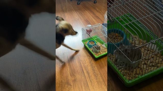 Хомяк Рубэн укусил собаку#silay #animals #chihuahua смотреть онлайн